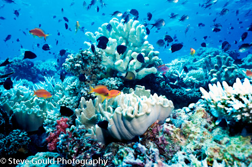 Steve Gould Photography - Fiji Aquarium 3